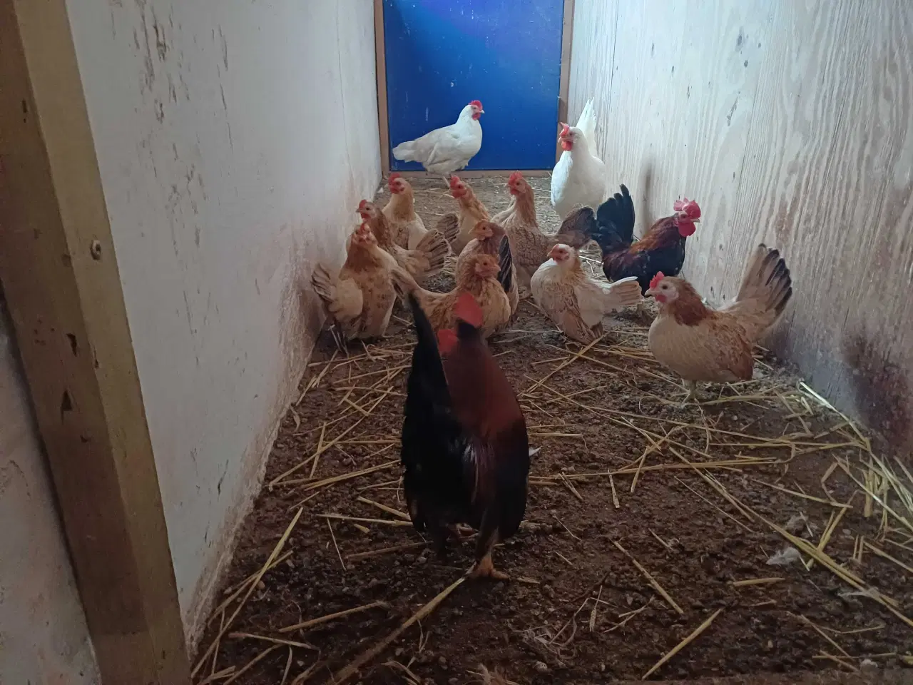 Billede 1 - Chabo dværghøns