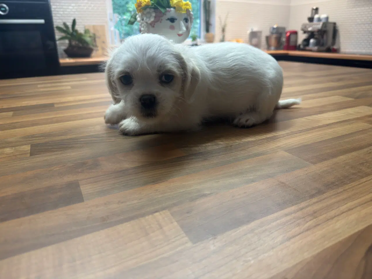 Billede 4 - Poshun hvalpe