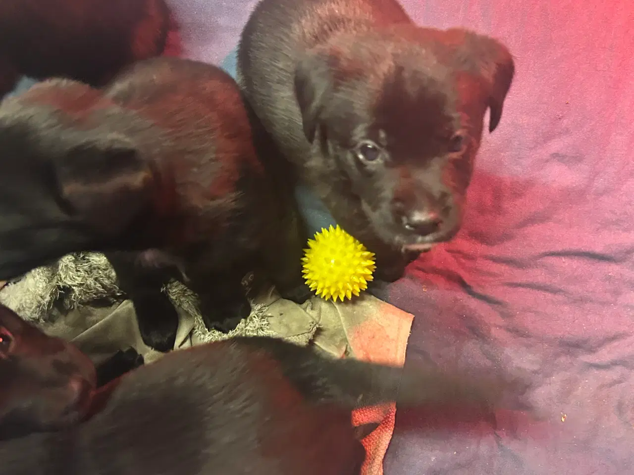 Billede 5 - 3 skønne han hunde 