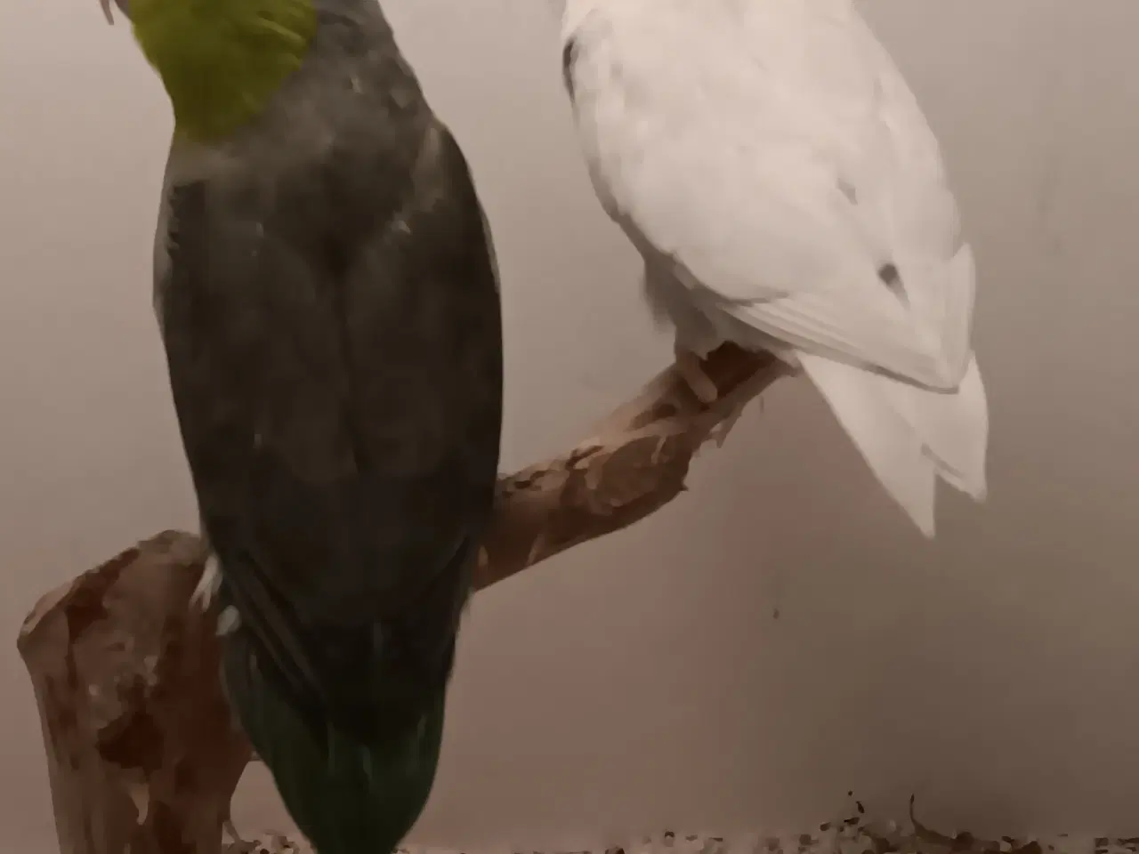 Billede 1 - lesson spuvepapegøjer