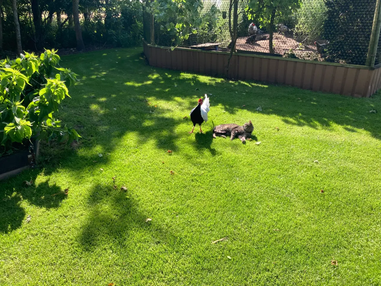 Billede 6 - Fine sølvfasaner naturudruget