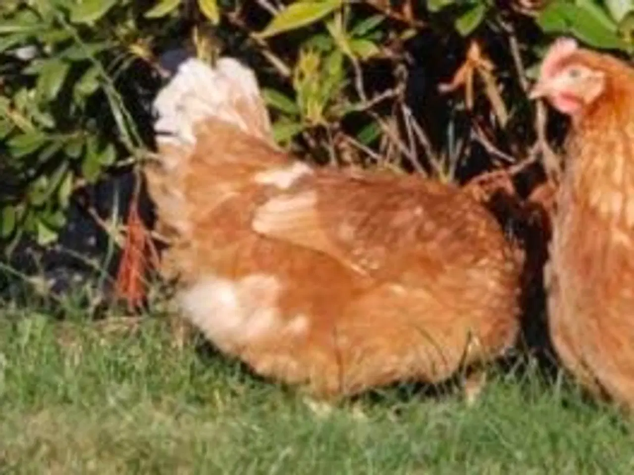 Billede 2 - Ægmaskine