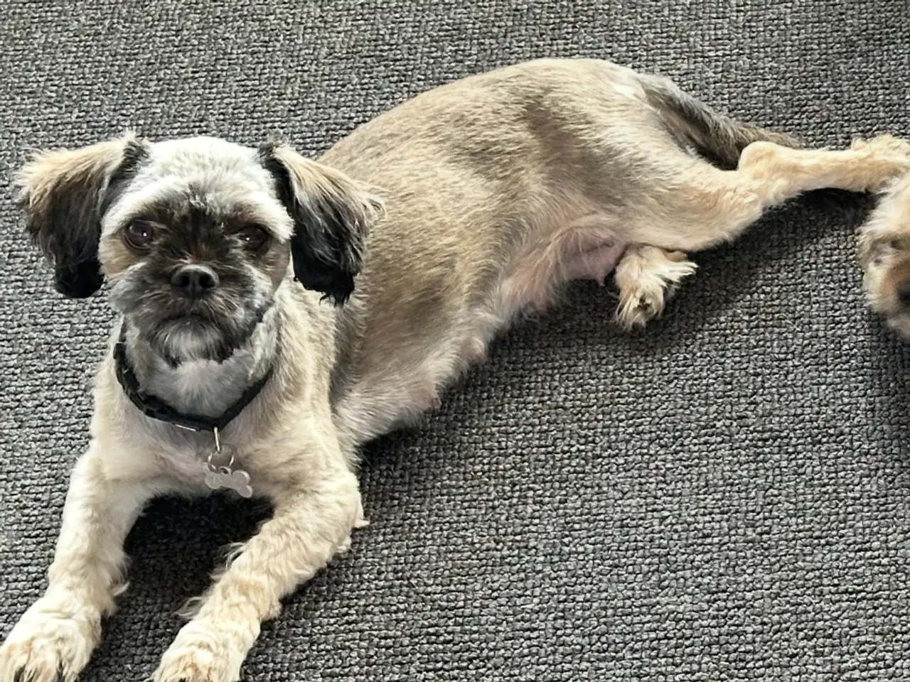 Billede 2 - Lækre bløde bomuldsbamser