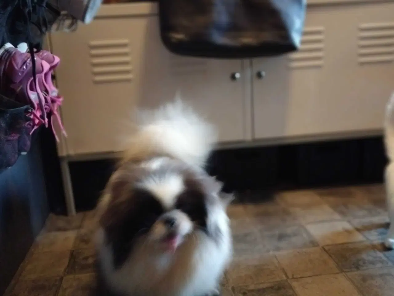 Billede 7 - Blå og hvid pekingeser han sælges