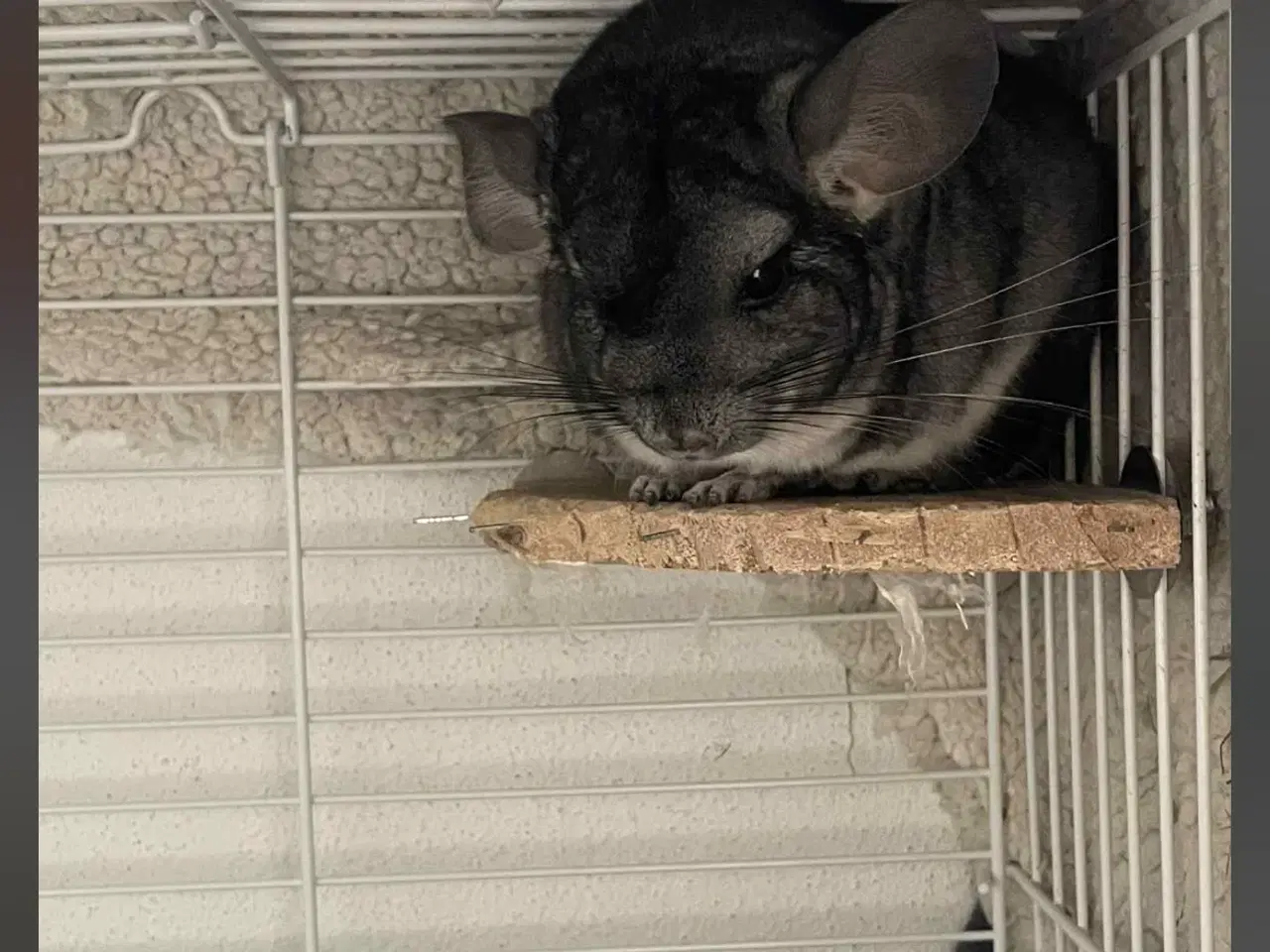 Billede 2 - Chinchilla 