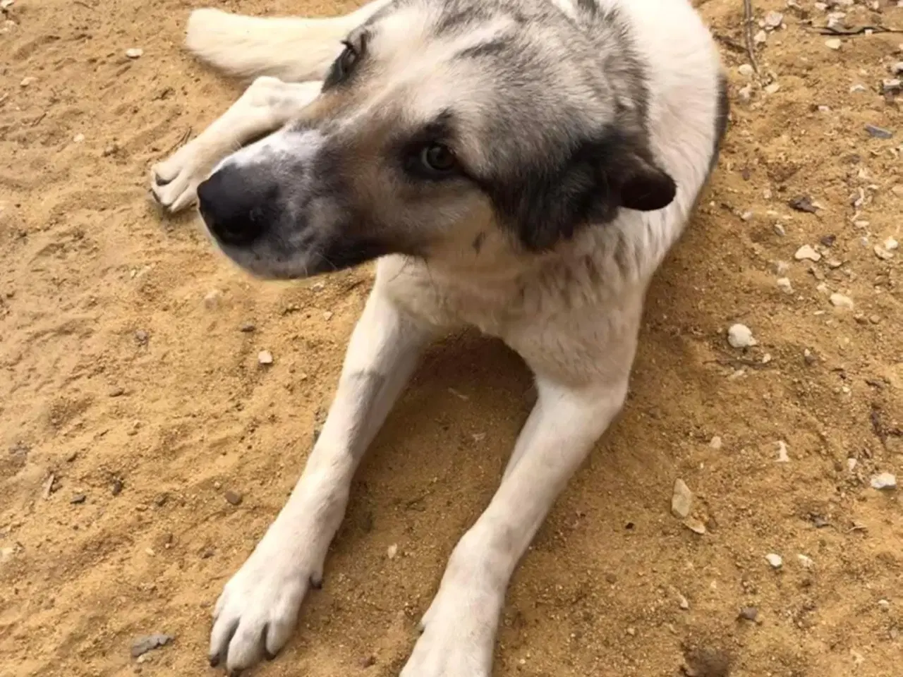 Billede 12 - Søde Raina søger sin helt egen familie