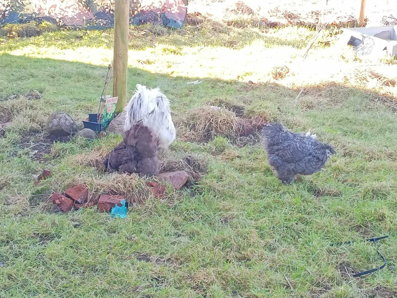 Billede 2 - Dværg silkehøns rugeæg i rene farve grupper 