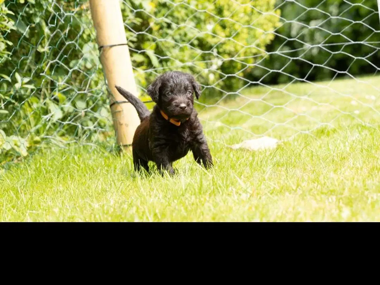 Billede 2 - Labradoodle hvalpe 