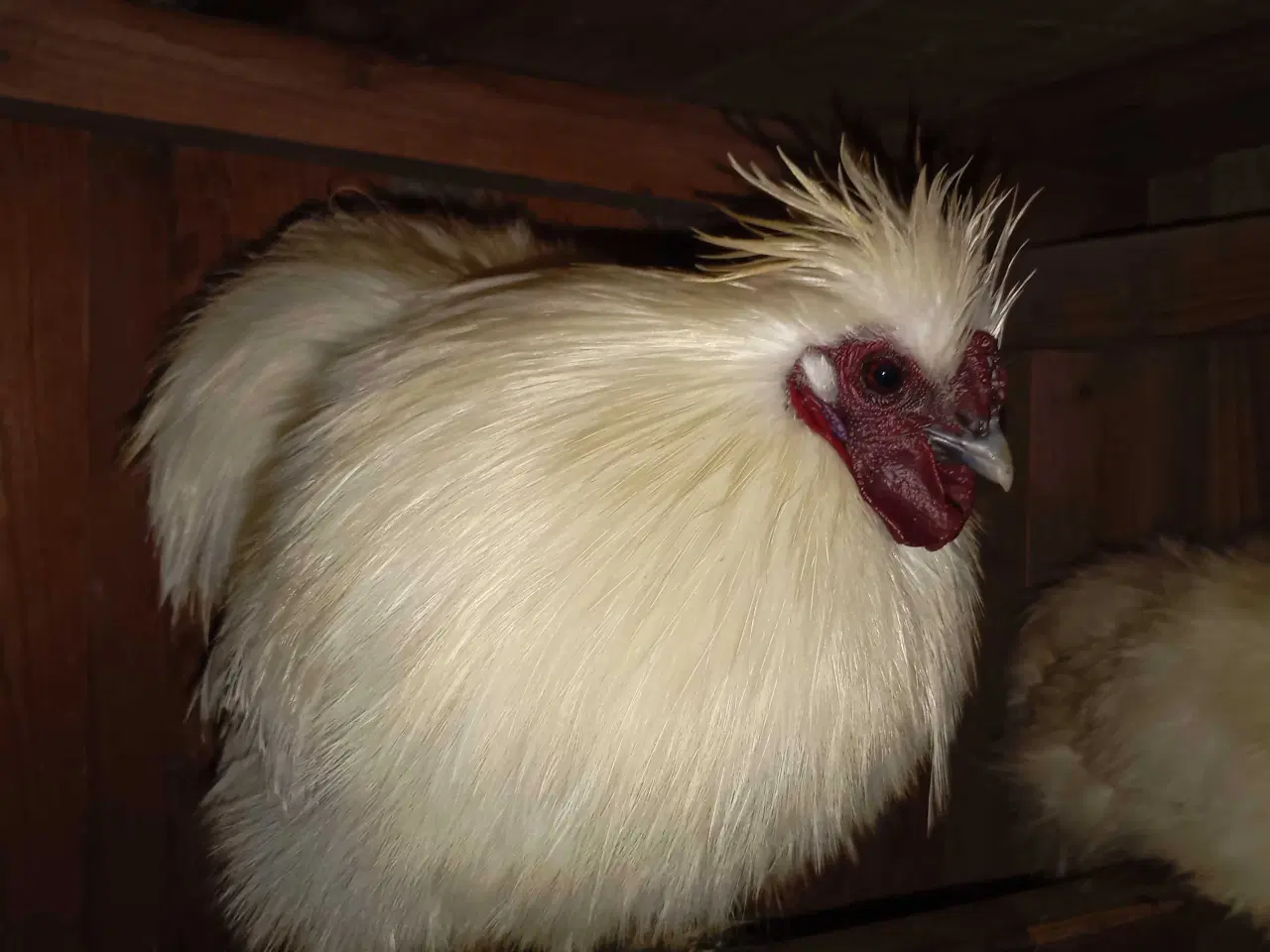 Billede 3 - Silkehaner. Hvis silkedværg haner.