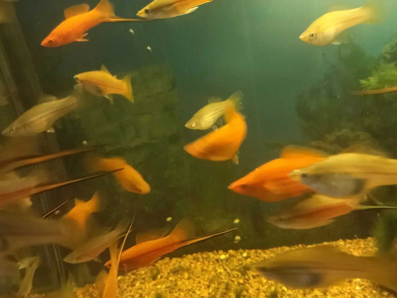 Billede 7 - Stort akvarie 400 liters..