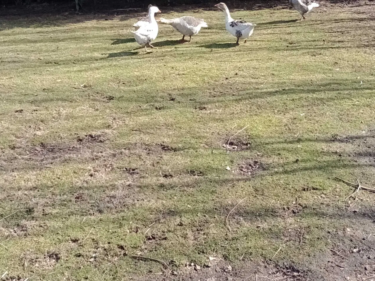 Billede 2 - Grå gæs 