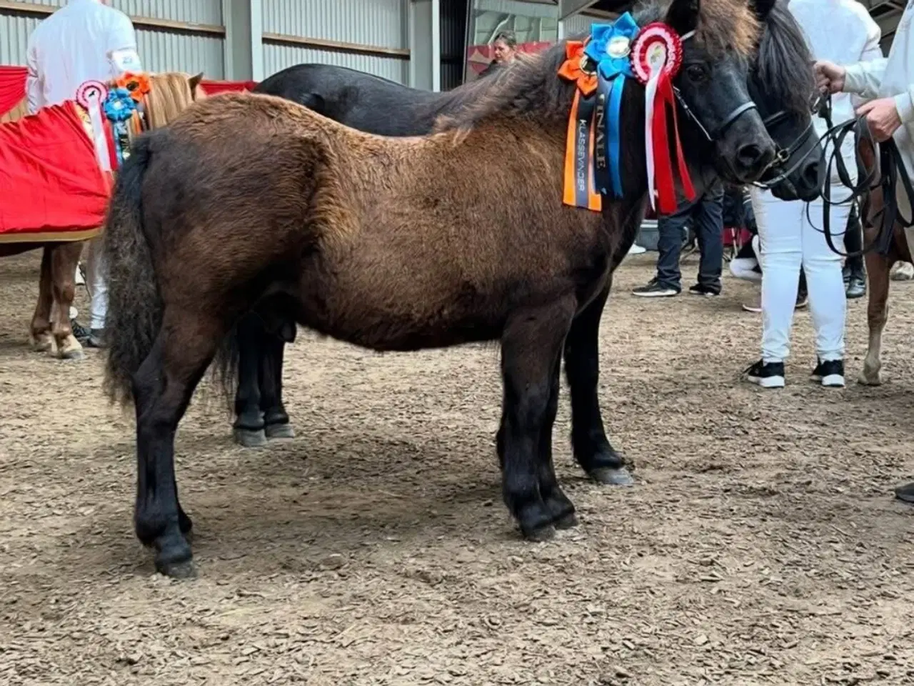 Billede 1 - Shetlænder vallak 