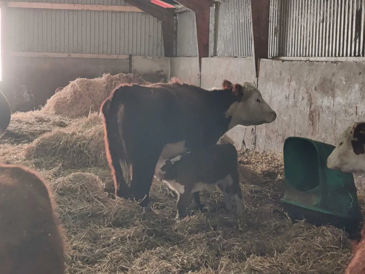 Billede 3 - Hereford køer med kalv sælges