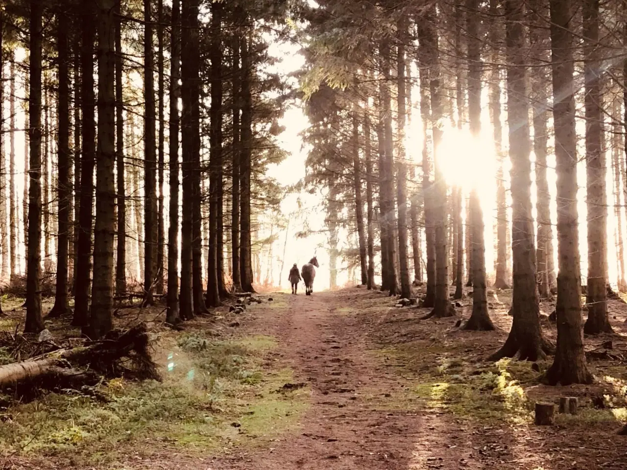 Billede 11 - Opstaldning tilbydes.Rolige og ordentlige forhold