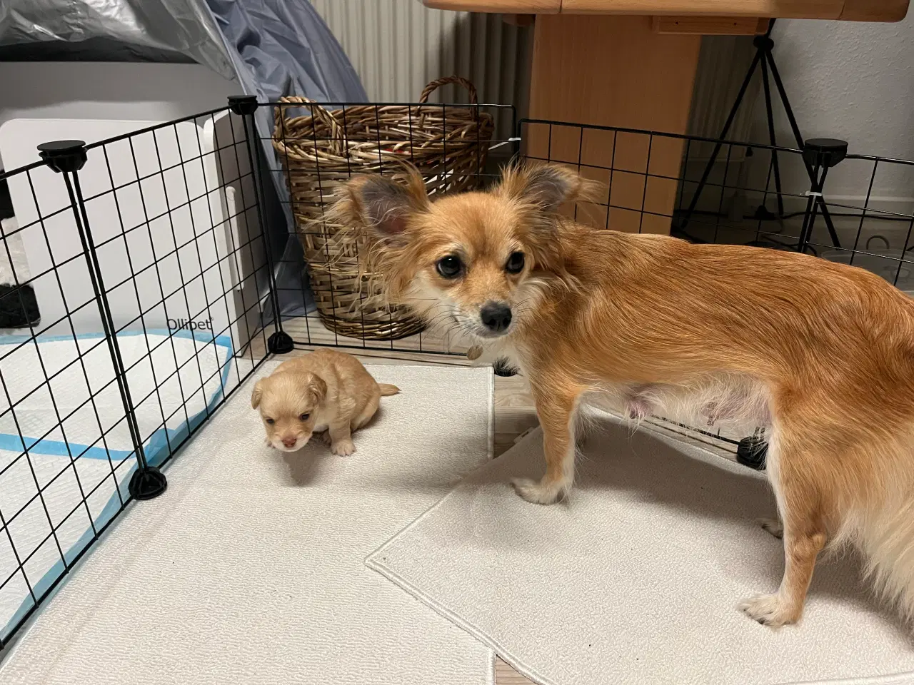 Billede 5 - Papillon/Chihuahua hvalpe søger familie