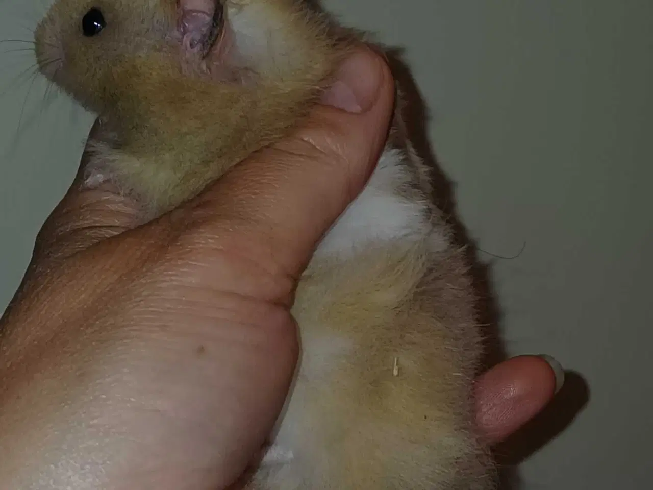 Billede 15 - Guldhamster unger 