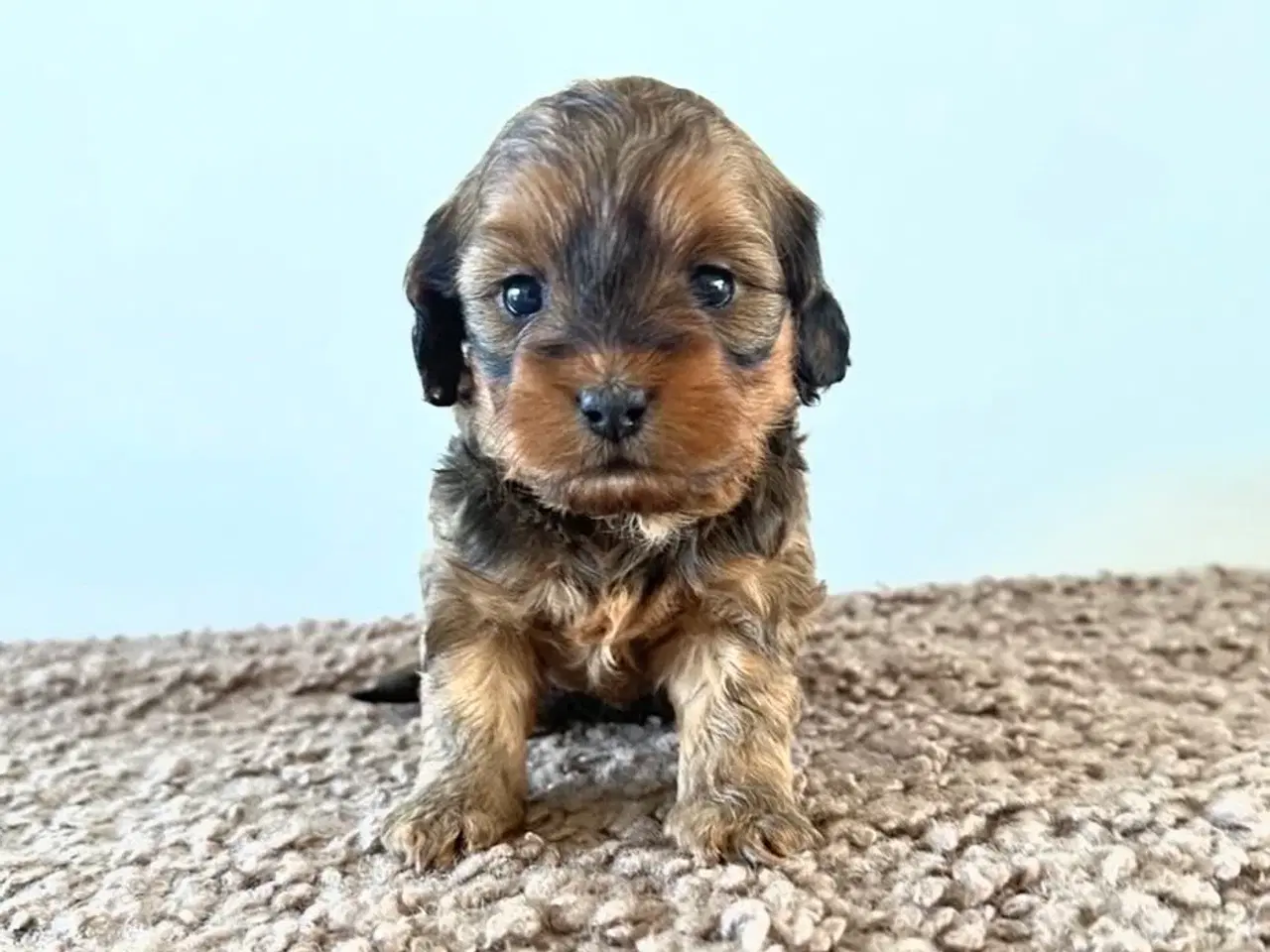 Billede 2 - Shih poo hvalpe 