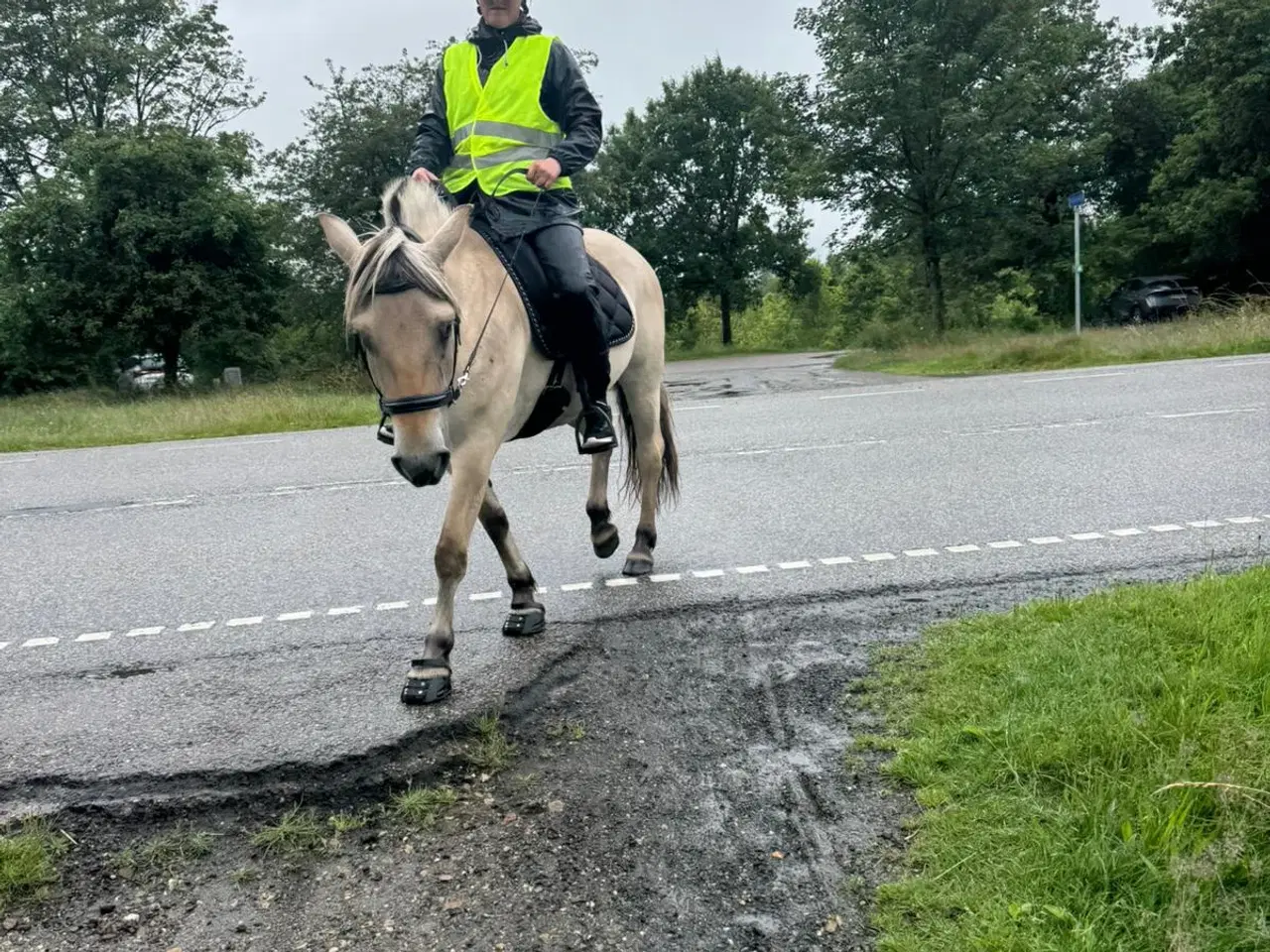 Billede 4 - Fjordhest hoppe 