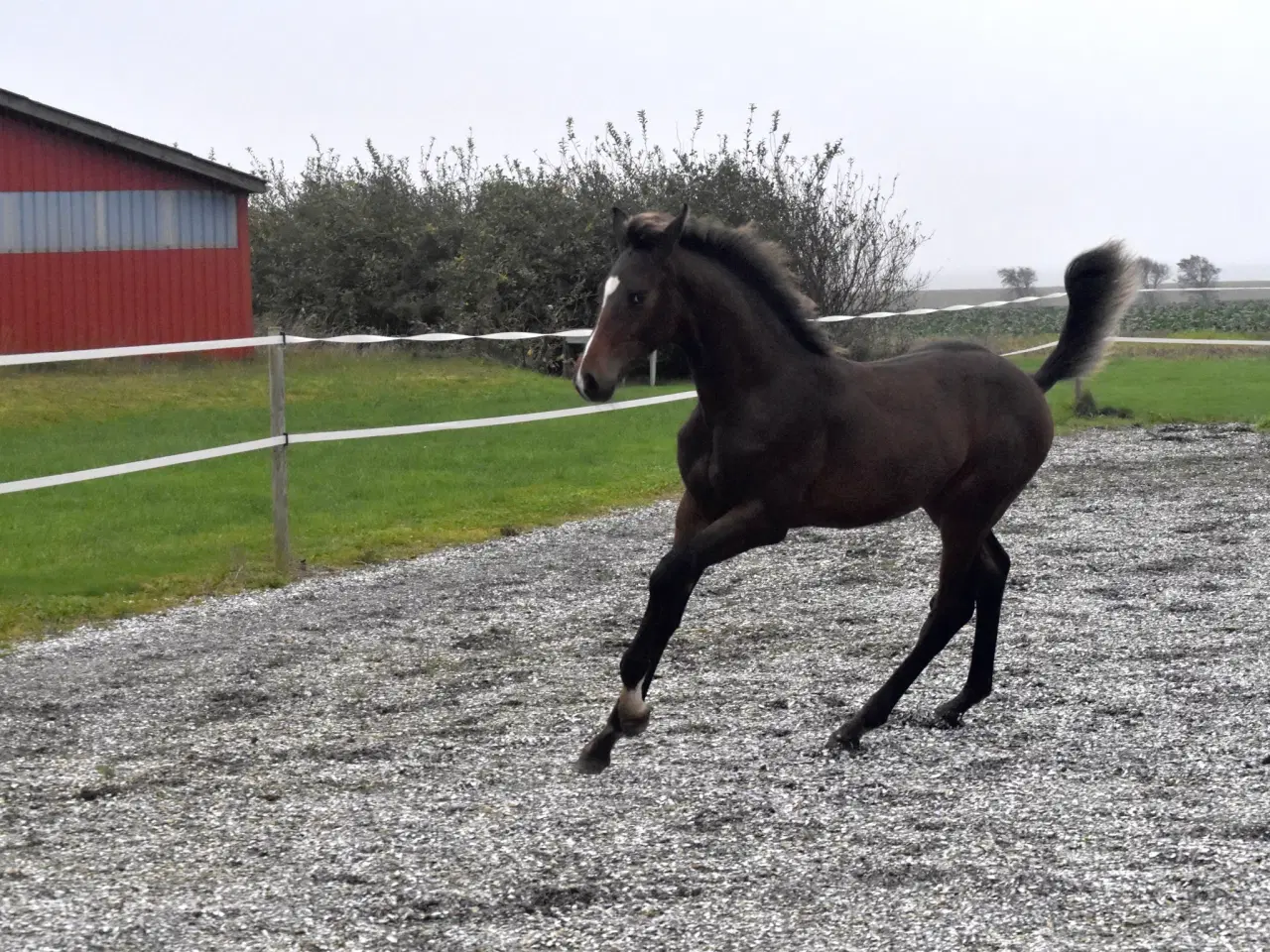 Billede 1 - Smuk 1 års hingst