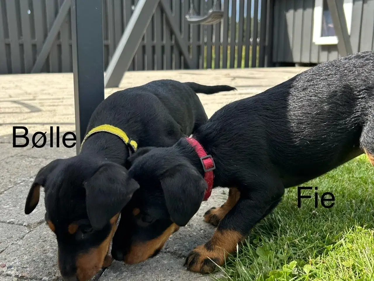 Billede 12 - Tysk jagtterrier hvalpe