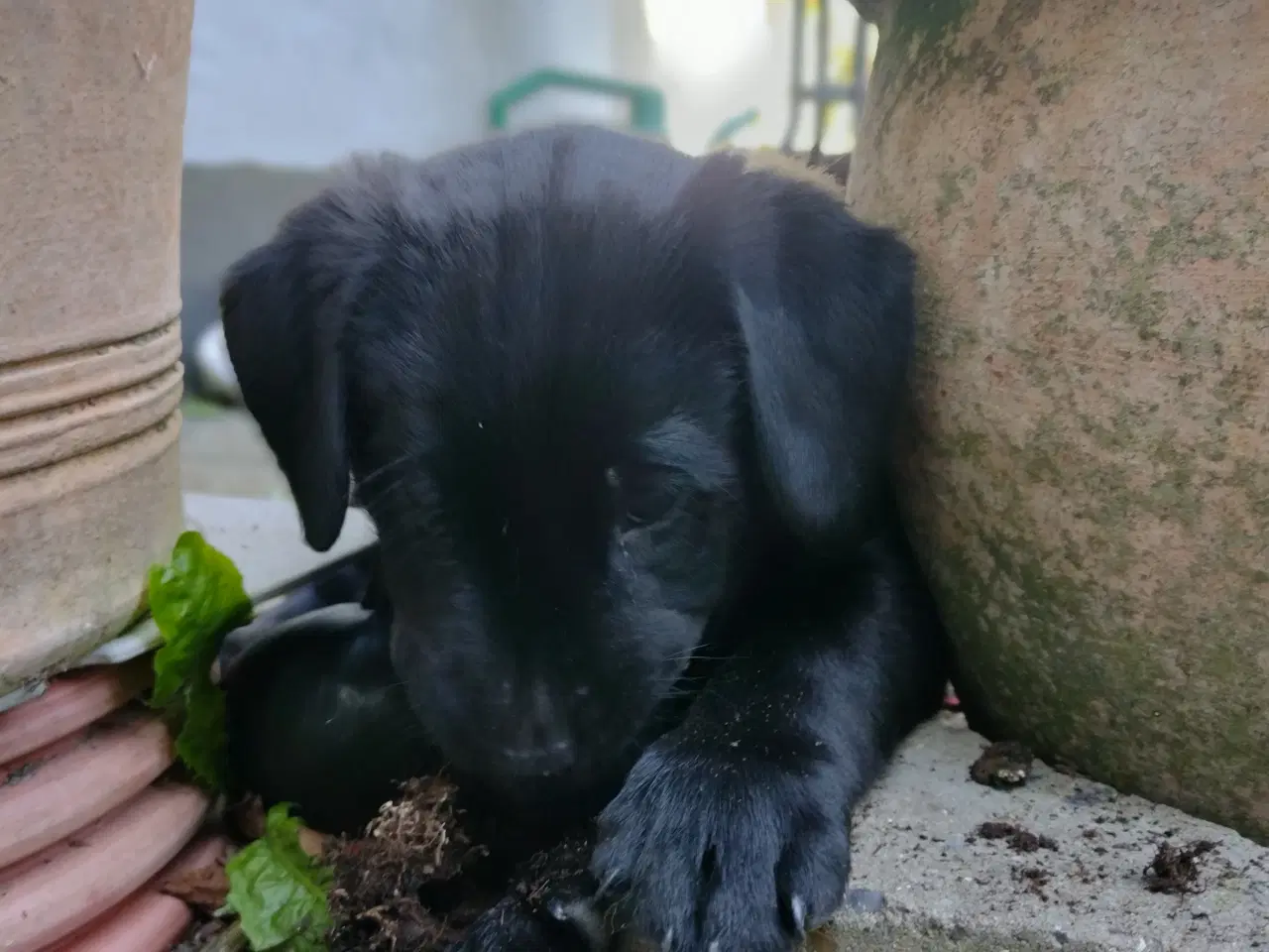 Billede 6 - SOLGT! Han F1 labrador hvalp