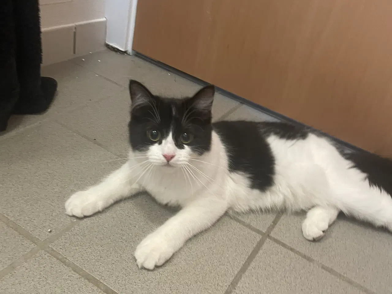 Billede 4 - Flotte main coon blandnings killinger