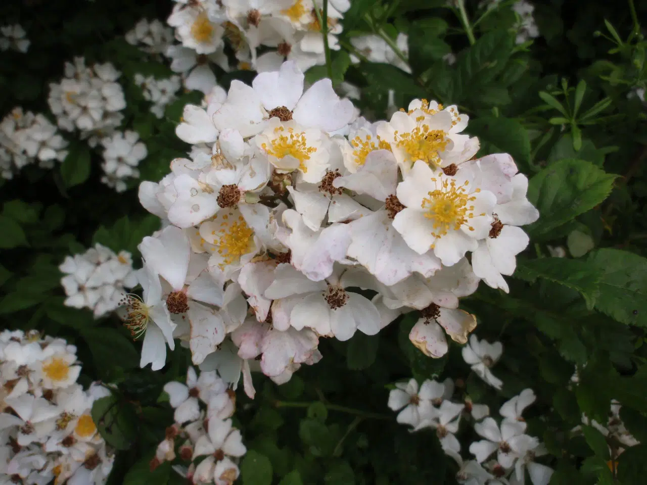 Billede 4 - Mangeblomstret rose - Remisseplante.