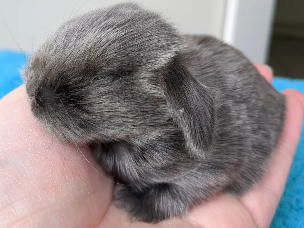 Billede 17 - Minilop kaninunger sælges 