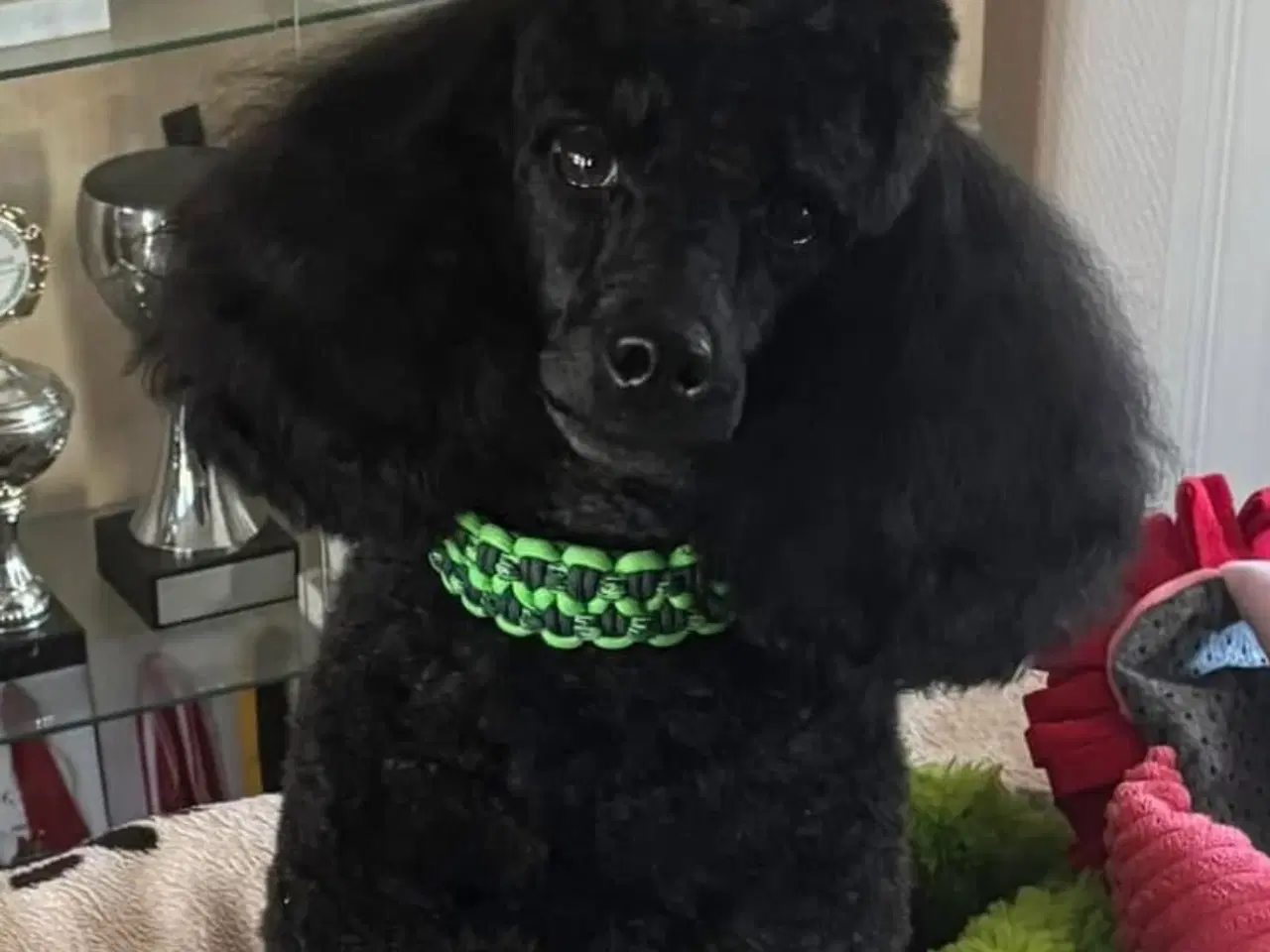 Billede 2 - Dværg pudelhan avl