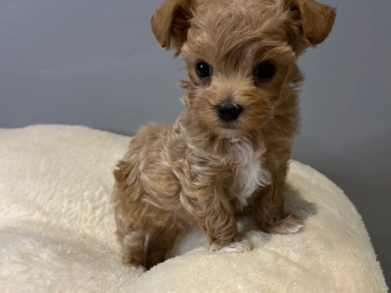 Billede 4 - Mini Maltipoo dreng