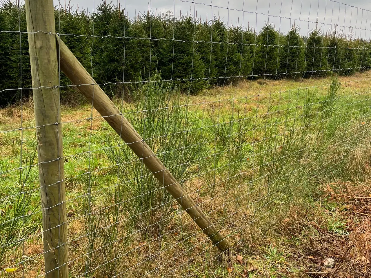 Billede 2 - Godkendt hjortehegn. 2 meter højt, 200 meter.