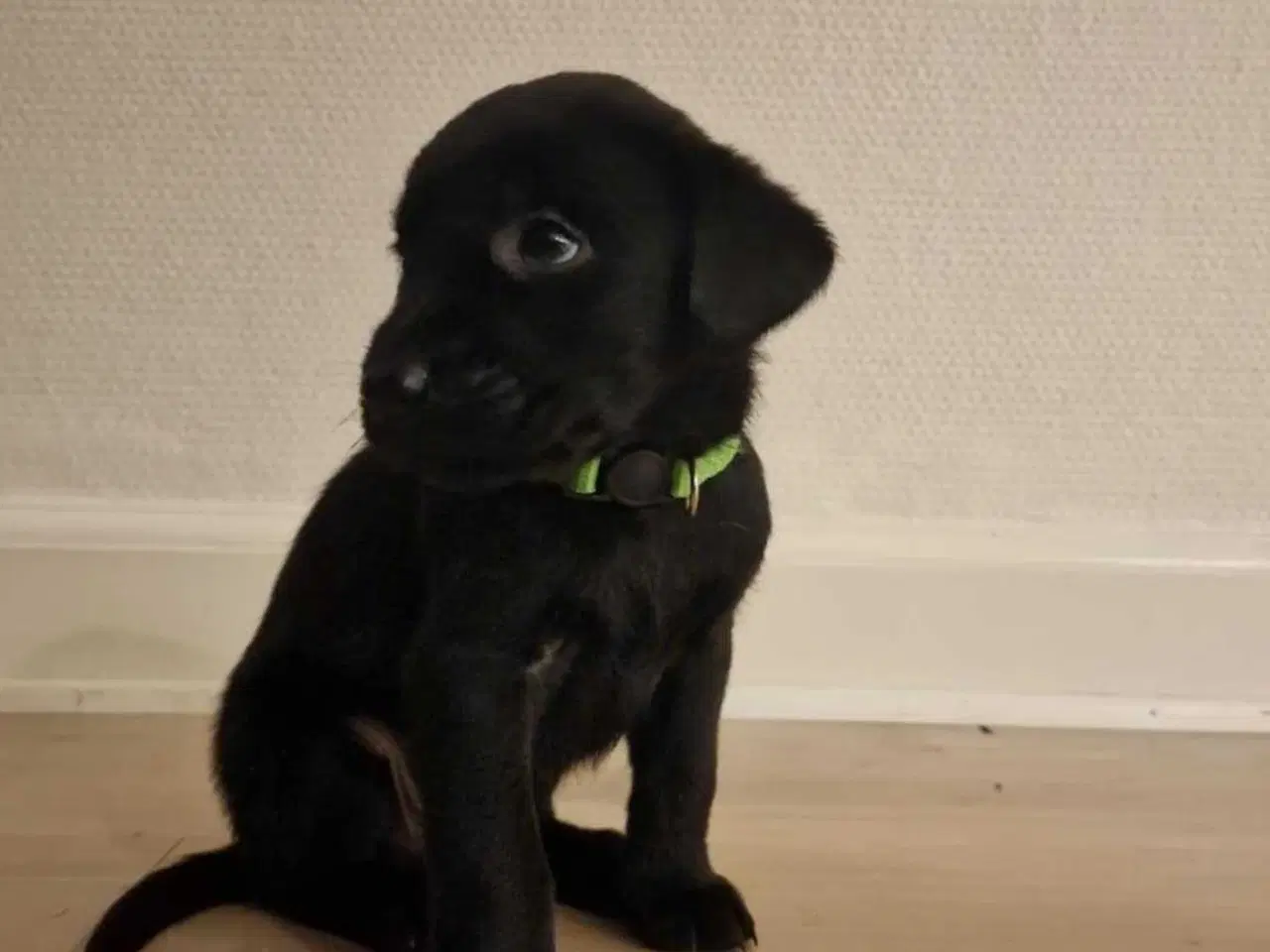 Billede 5 - Labrador søger ny mad far.