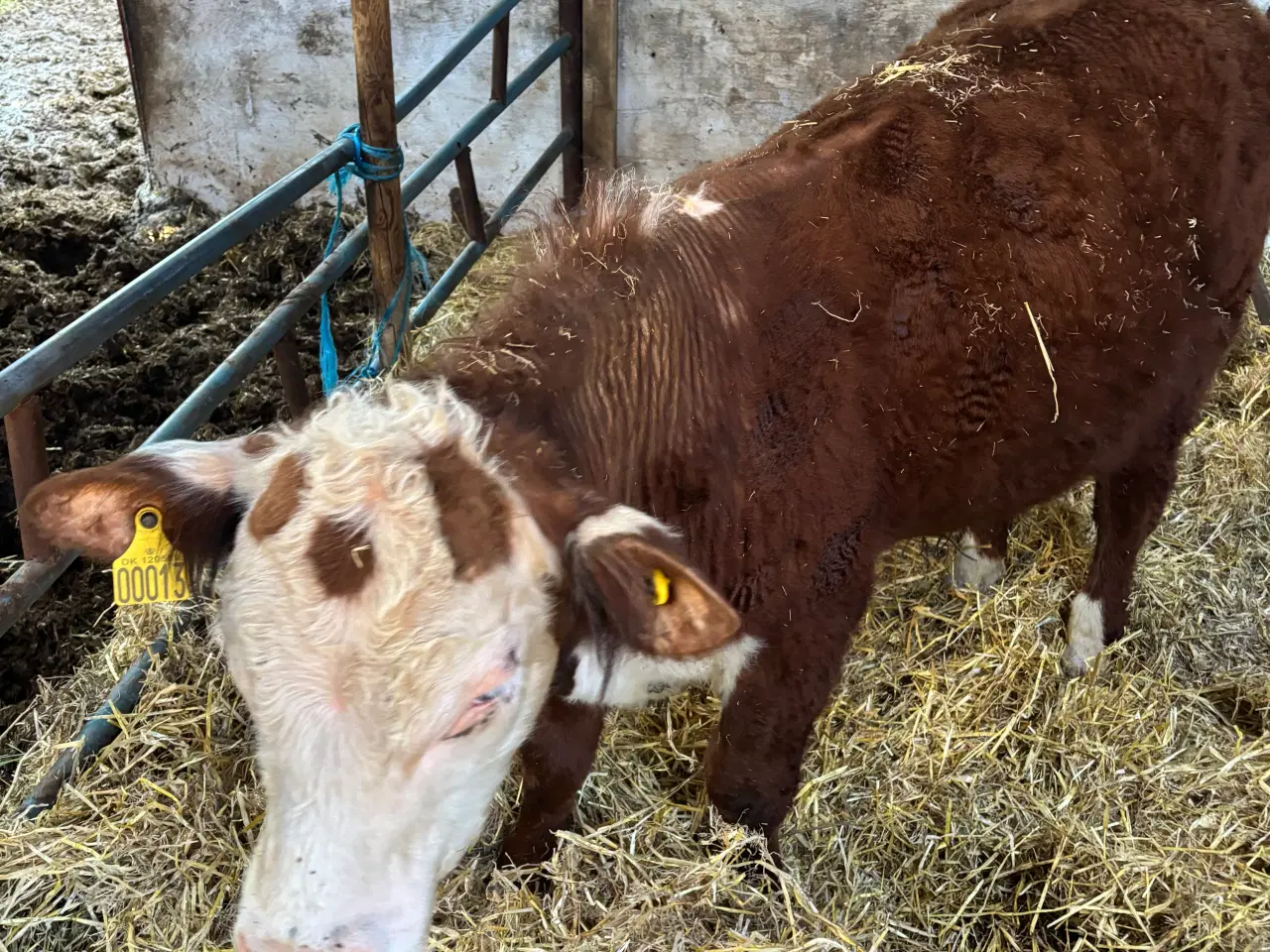 Billede 2 - Hereford tyr 