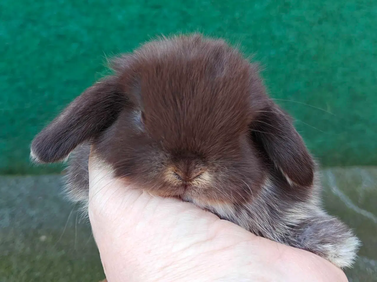 Billede 8 - Minilop hununge