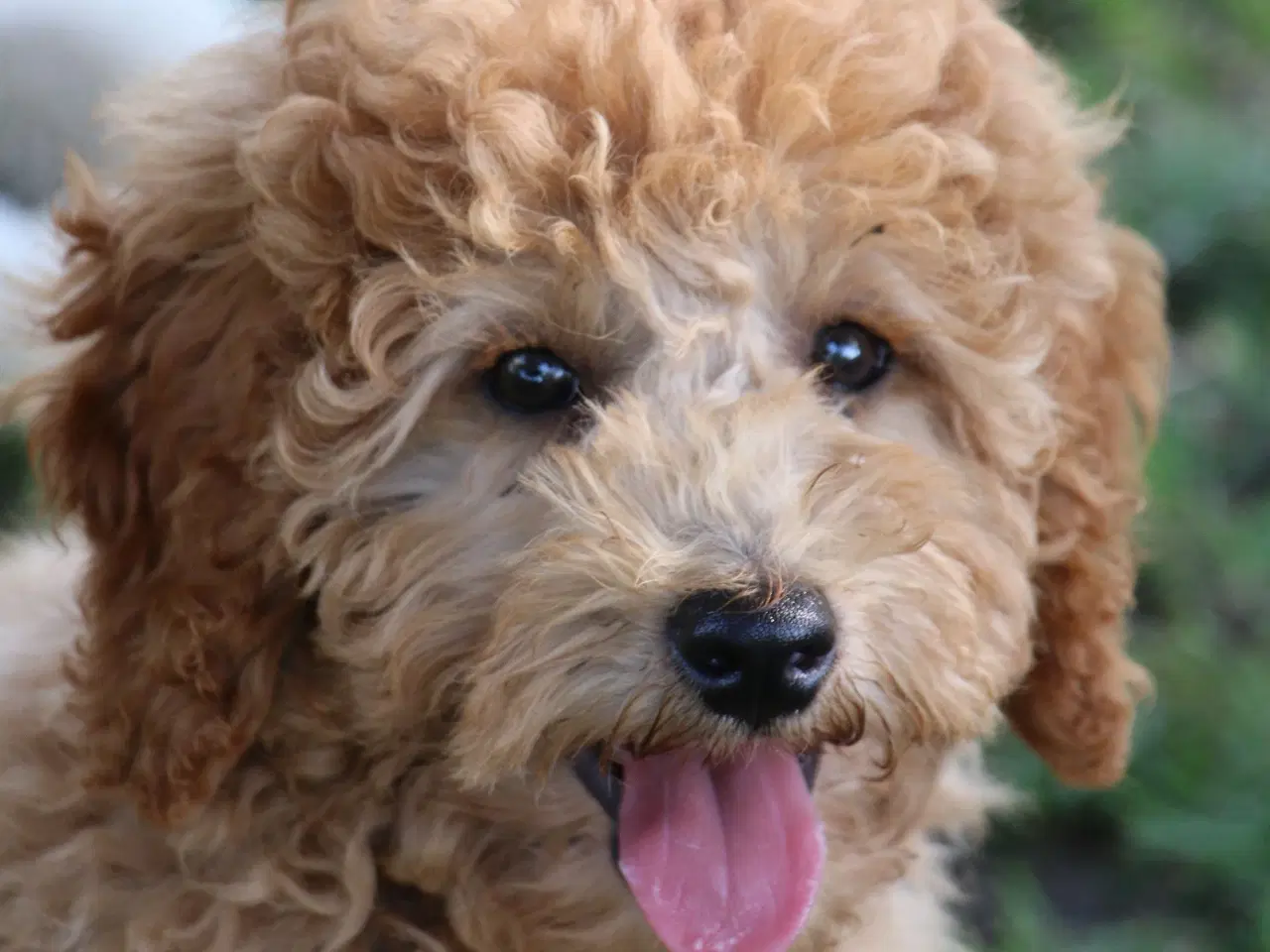 Billede 11 - Goldendoodle Doodledoodle Cavapoo