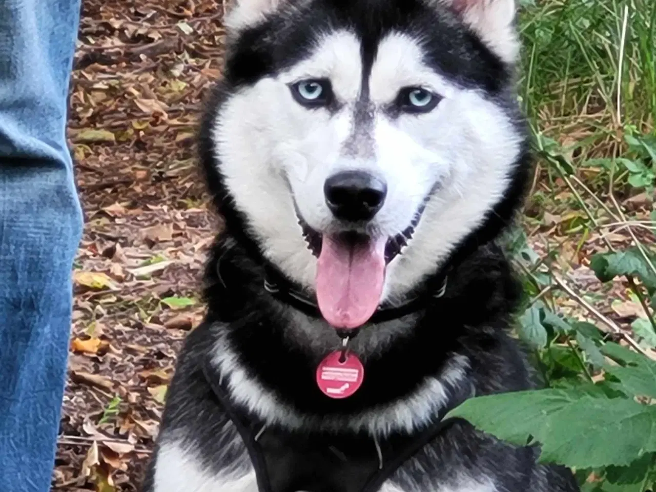 Billede 10 - 8 stk rene Siberian Husky  hvalpe