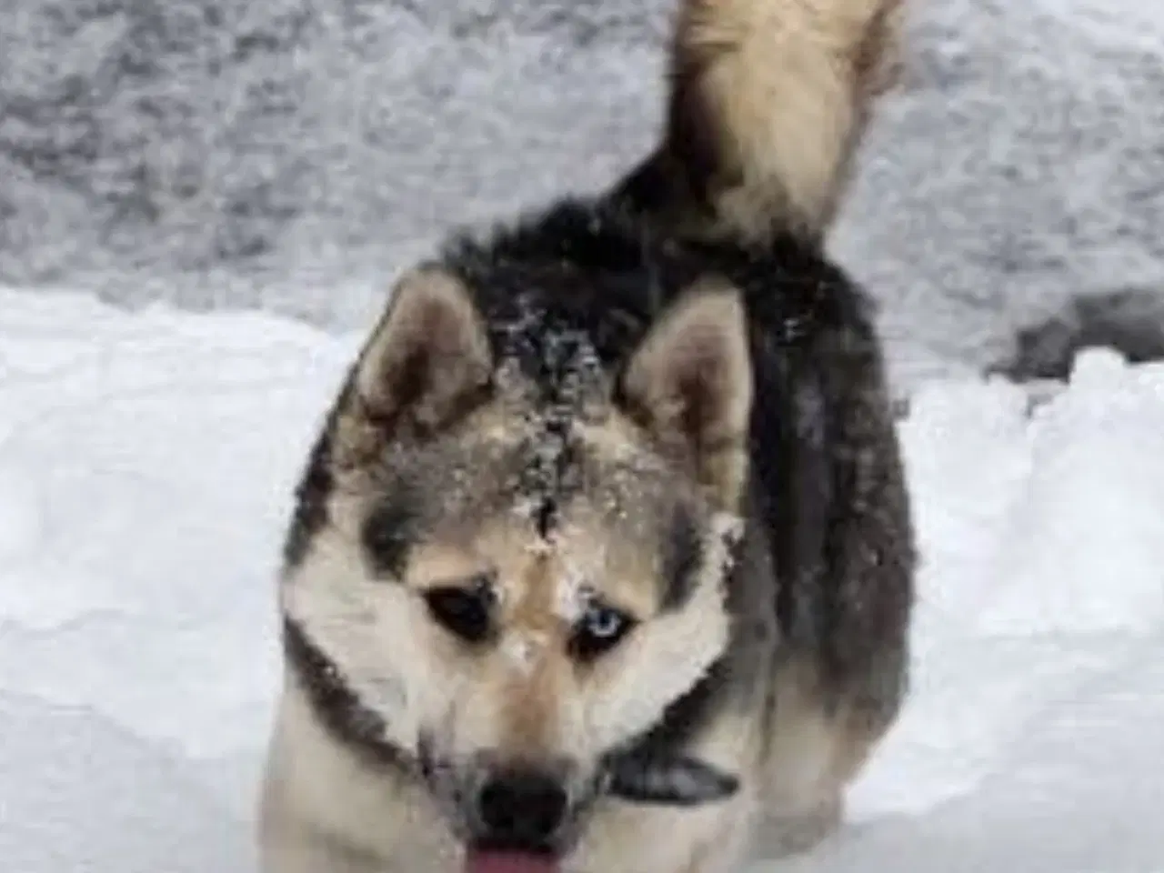 Billede 4 - Smukke Athos