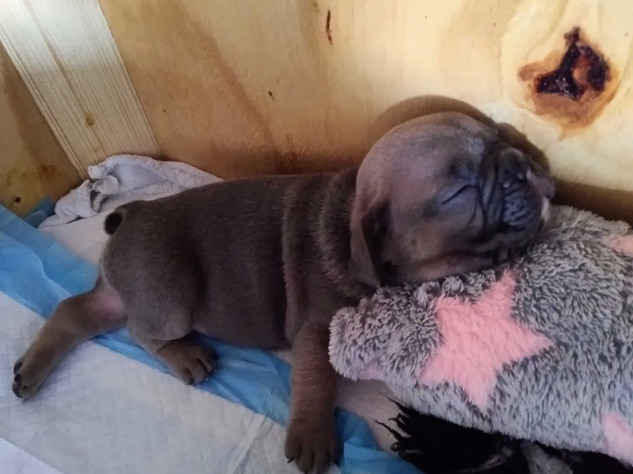 Billede 10 - Fransk Bulldog Hvalpe
