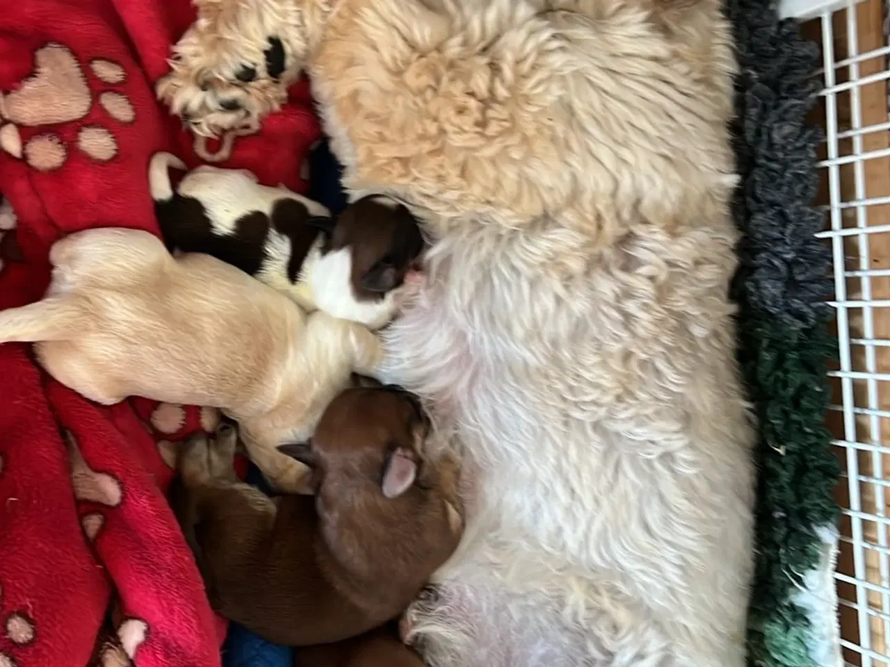 Billede 6 - Bichon Havanais hvalpe. 2 tæver og 6 hanner