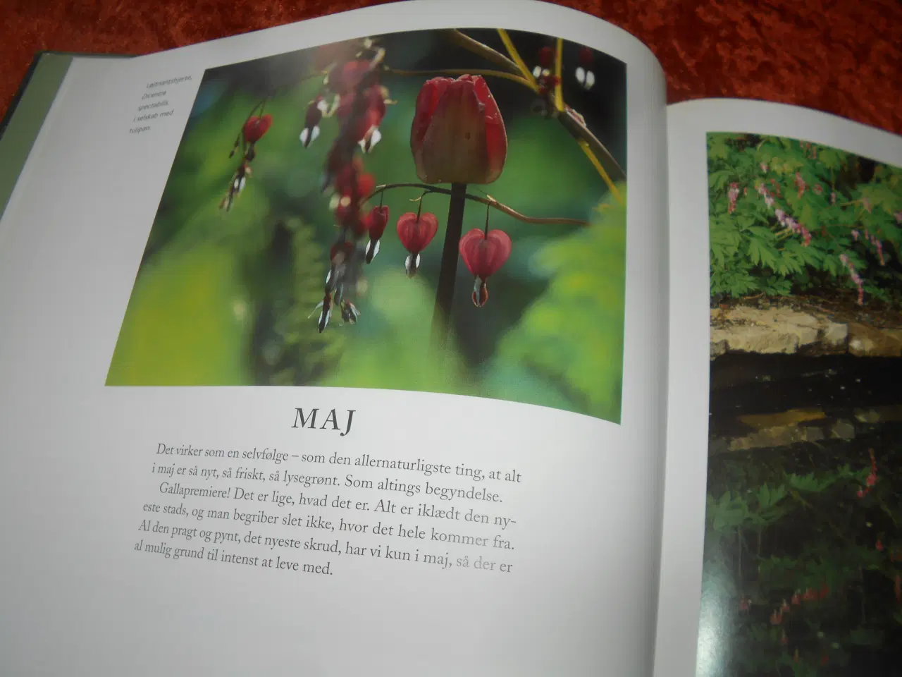 Billede 5 - Et år i min have, Anne Just