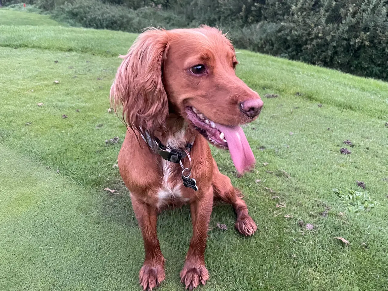 Billede 3 - Cocker spaniels hvalpe