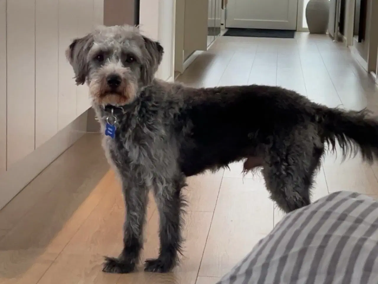 Billede 5 - Kærlige Hugo søger nyt og roligt hjem