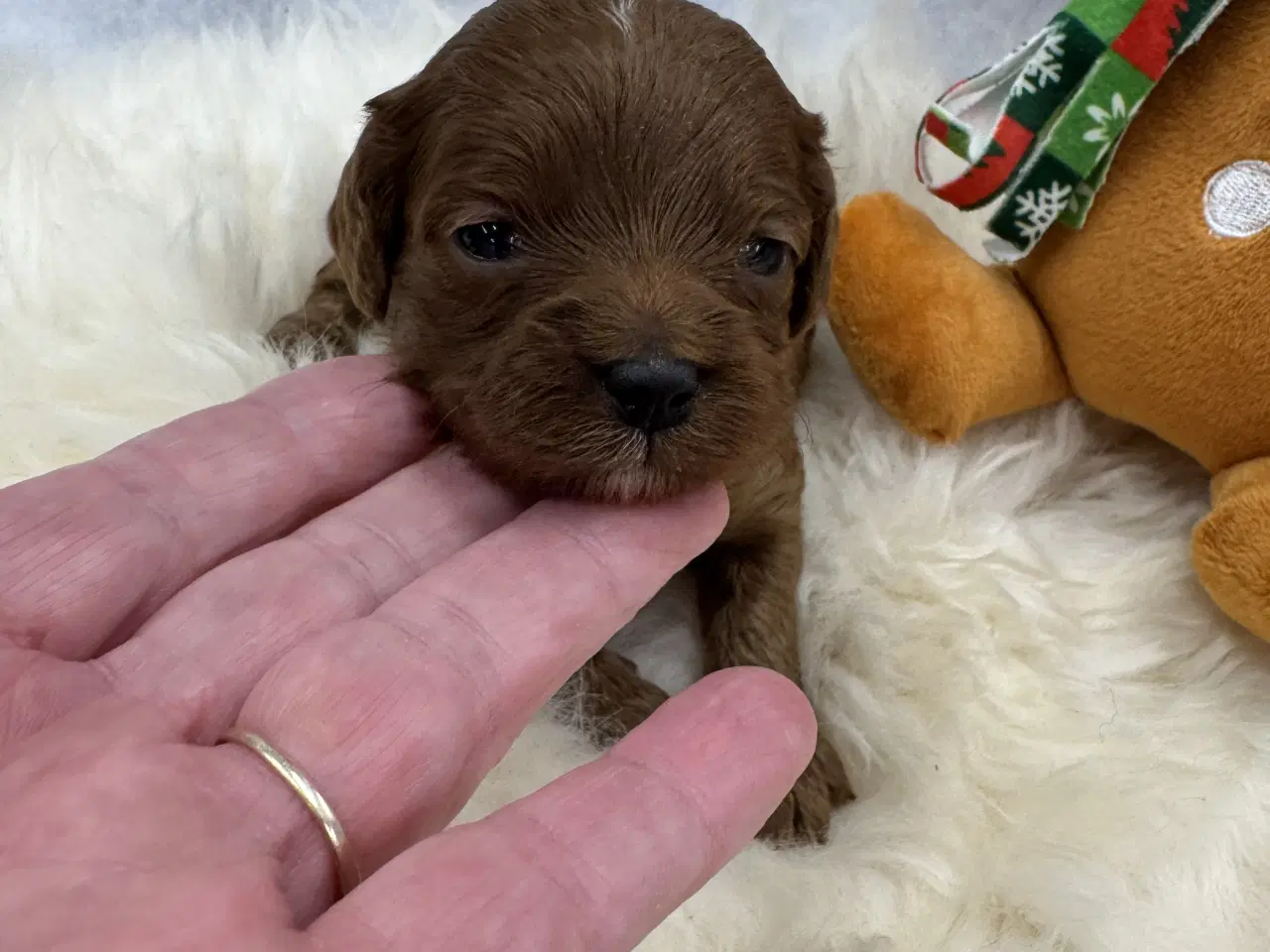 Billede 1 - Skønne Cavapoo hvalpe i det nye år 🎉