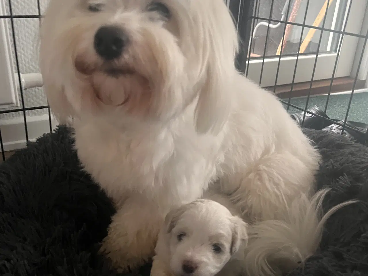 Billede 7 - Coton De Tulear FYN