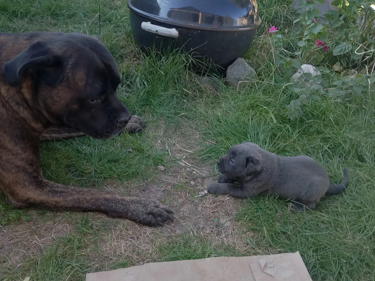Billede 2 - Cane Corso hvalpe med de sødeste blå øjne 