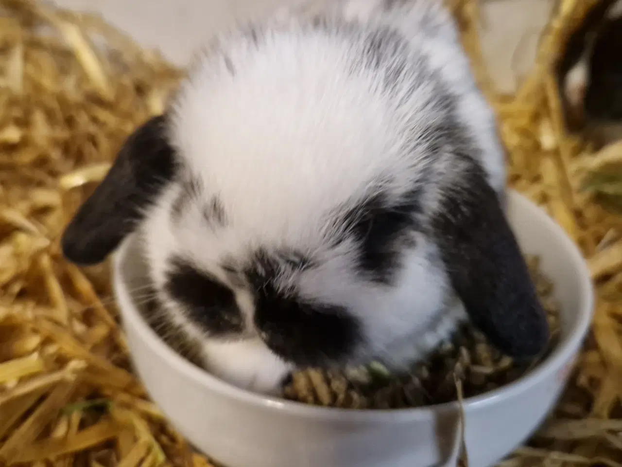 Billede 1 - Minilop unge
