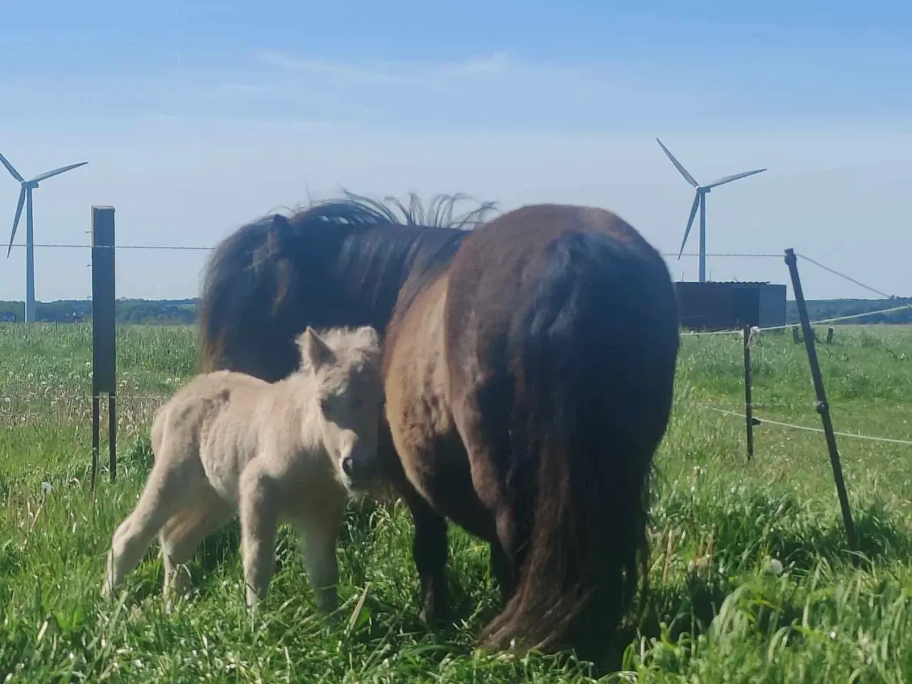 Billede 5 - Shetlænder avlshoppe med masser af hår