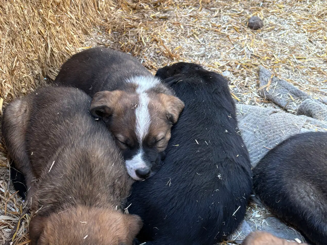 Billede 2 - Labrador blandningshvalpe