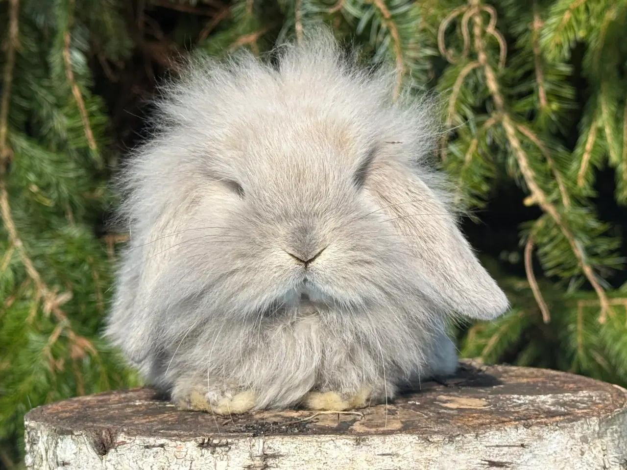 Billede 9 - Mini lion lop