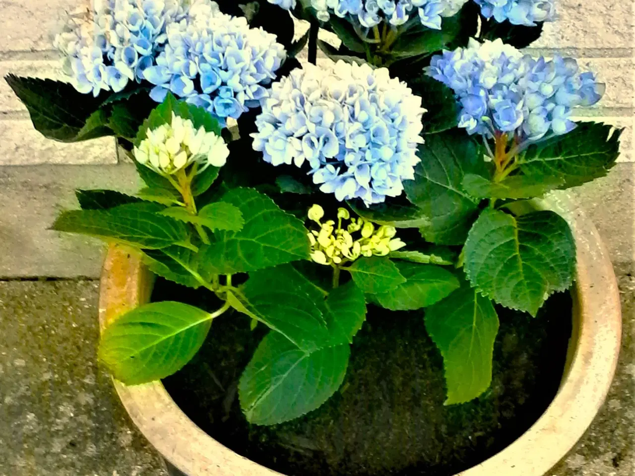 Billede 2 - BLÅ Krukke med Ny, BLÅ Hortensia